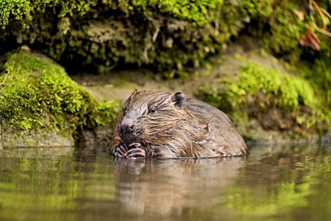 Eurasian beaver, European beaver (Castor fibre), feeding in the water, Canton Zug, Switzerland