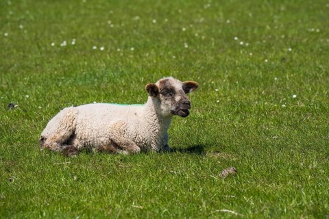 A sheep lies on the meadow by the dyke, Nordstrand, North Frisia, North Sea, Schleswig-Holstein,