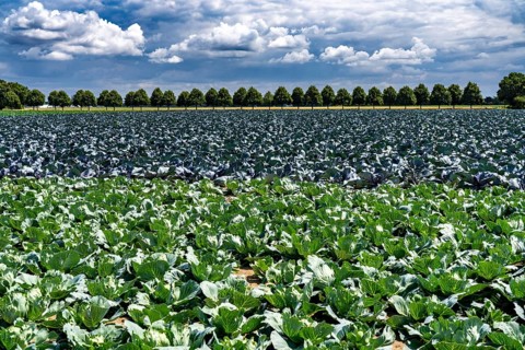 Agriculture, fields, cabbage cultivation, red cabbage and white cabbage, near Kempen on the Lower