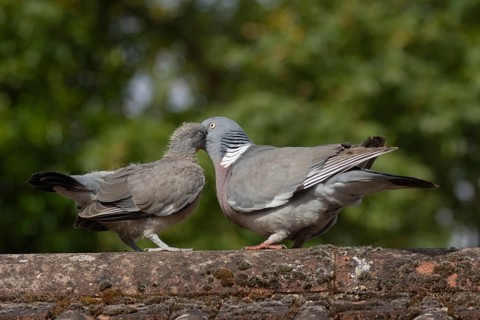 Wood pigeon (Columba palumbus) two birds with a juvenile squab bird being fed by an adult parent