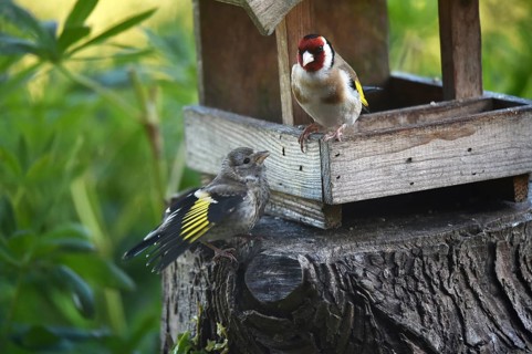 Goldfinch, goldfinch, (Carduelis carduelis) feeds its chick, offspring at the birdhouse