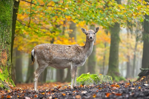 European fallow deer (dama dama) doe standing in a forest on a foggy day in autumn, Bavaria,