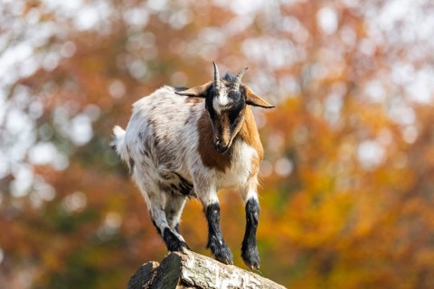 Domestic goat (Capra hircus) standing on a wood in autumn, Bavaria, Germany