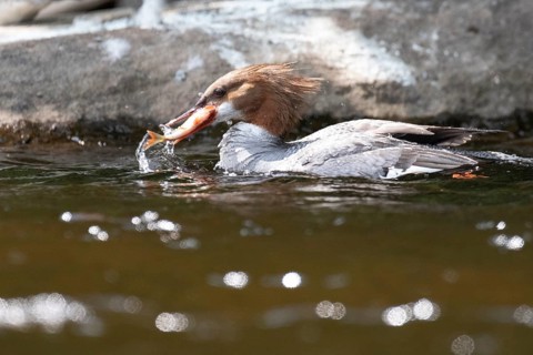 Common merganser (mergus merganser), Female catching a fish, La Mauricie national park. Province of