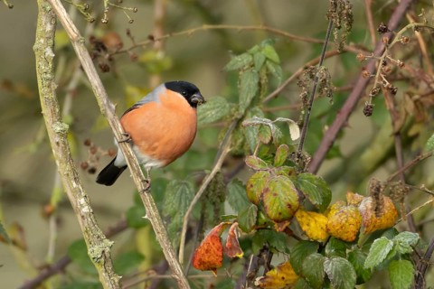 Eurasian bullfinch (Pyrrhula pyrrhula) adult male bird feeding on nettle seeds in a hedgerow in