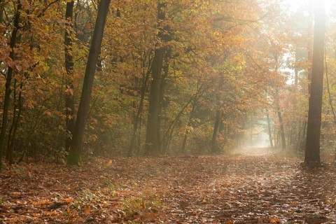 Forest walk in autumn, golden October, path through a beautifully autumn-coloured deciduous forest