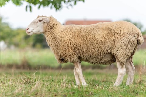 Het schaap staat op groen gras met gevallen appels. The roof is beige and white, with a white kale