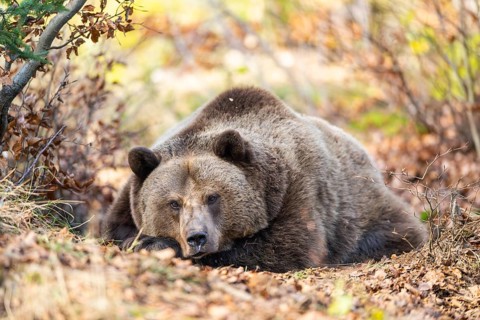 Eurasian Brown Bear (Ursus arctos arctos) lying in a forest, Bavaria, Germany