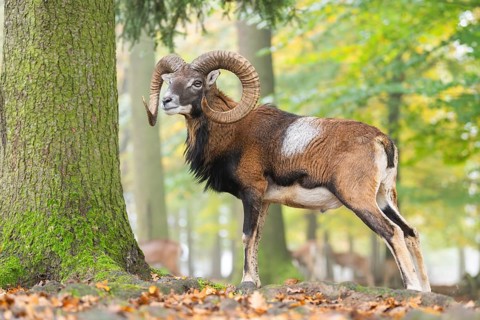 European mouflon (Ovis aries musimon) ram (male) standing in a forest in autumn, Bavaria, Germany
