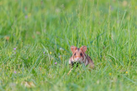 A European hamster (Cricetus cricetus) sits in a green meadow on a cloudy day