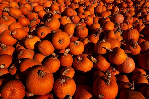 Pumpkin (Cucurbita), giant pumpkin, lots of pumpkins after the harvest, large pile of pumpkins