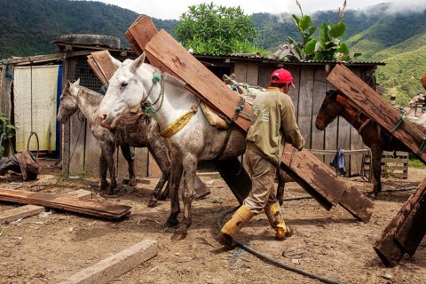 Draft horses and man, Man unloading a draft horse loaded with planks, Imbabura province, Ecuador,