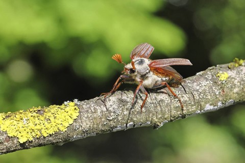 May beetle, wood cockchafer (Melolontha hippocastani), male, with spread wings, on a branch covered