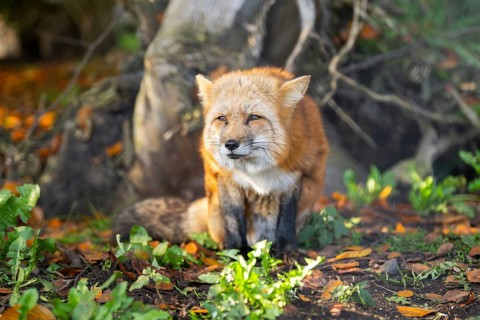 Red fox (Vulpes vulpes) sitting in a forest in autumn, Bavaria, Germany