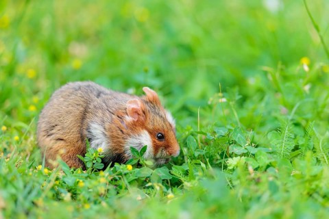 A European hamster (Cricetus cricetus) collects herbs, grass and daisies in a fresh green meadow