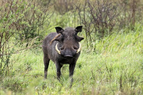 Warthog (Phacochoerus africanus), adult, male, foraging, alert, Kruger, Kruger National Park, South