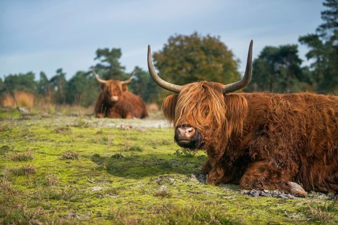 Rustic fellows... Highland cattle (Bos primigenius taurus), rest during the day in a meadow, open