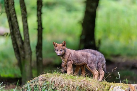 Two gray wolf pups (Canis lupus lupus) stand on a rock on a small hill at the edge of the forest