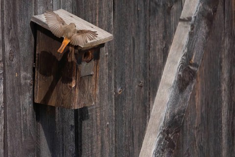 A redstart (Phoenicurus phoenicurus) male lands on a birdhouse, animal photo, bird, bird species,