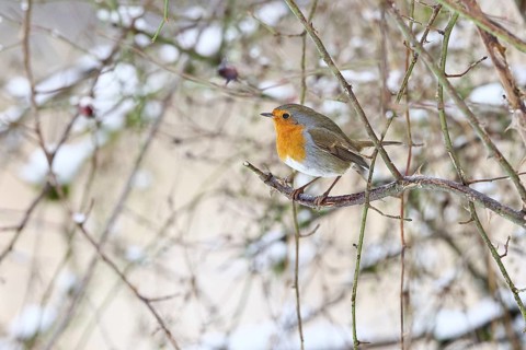 Robin (Erithacus rubecula), on a twig in the branches of a dog rose (Rosa canina), Wilnsdorf, North