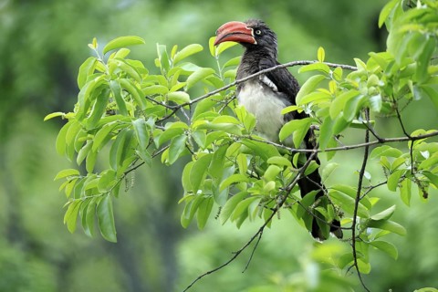 South African crowned hornbill (Lophoceros alboterminatus suahelicus), adult, on tree, alert,