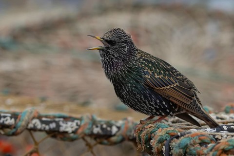European starling (Sturnus vulgaris) adult bird singing from a harbour lobster pot, England, United