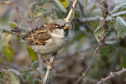 House sparrow (Passer domesticus) adult male bird in a hedgerow in winter, Norfolk, England, United
