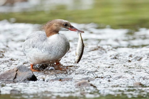 Common merganser (mergus merganser), Female catching a fish, La Mauricie national park. Province of