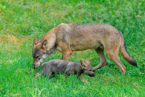 A female gray wolf (Canis lupus lupus) and one of her pups run across a green meadow on a sunny day