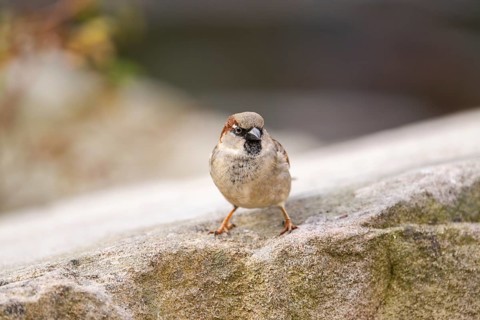 House sparrow (Passer domesticus) sitting on a rock, Bavaria, Germany