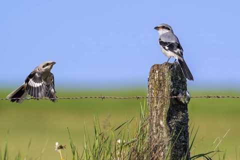 Great grey shrike (Lanius excubitor) juvenile in flight and other young perched on weathered wooden
