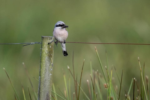 Red-backed shrike (Lanius collurio), Emsland, Lower Saxony, Germany
