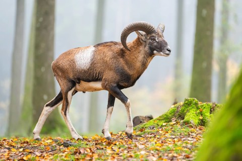 European mouflon (Ovis aries musimon) ram (male) walking in a forest in autumn, Bavaria, Germany