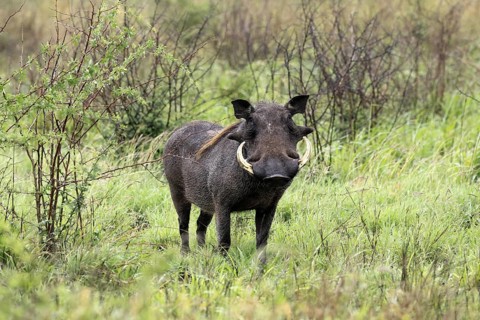 Warthog (Phacochoerus africanus), adult, male, foraging, alert, Kruger, Kruger National Park, South