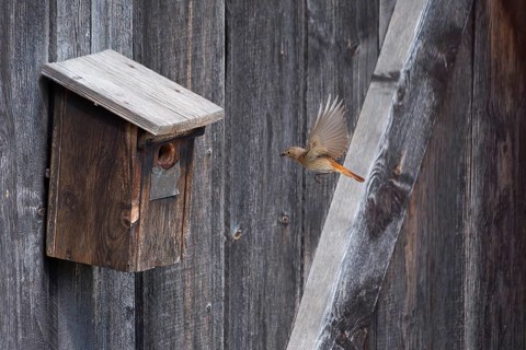 A redstart (Phoenicurus phoenicurus) female landing on a birdhouse, animal photo, bird, bird