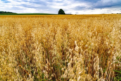 Agriculture, field with grain, oats, shortly in front of harvest, near Nettetal, on the Lower