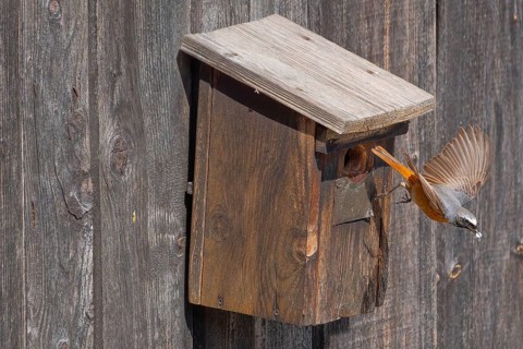 A male common redstart (Phoenicurus phoenicurus) takes off from the entrance of a birdhouse and has