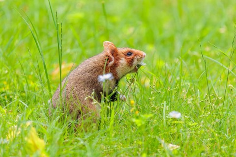 A European hamster (Cricetus cricetus) collects herbs, grass and daisies in a fresh green meadow