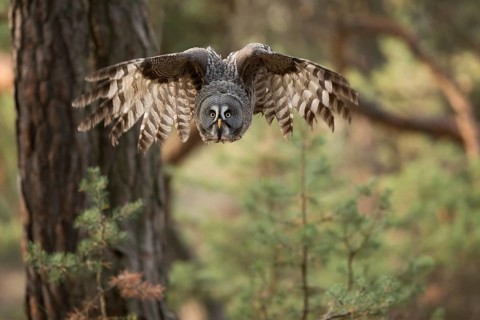 Frontal approach... Bearded owl (Strix nebulosa) swoops down on prey from its perch, bearded owls