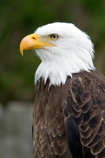 Bald eagle, Haliaeetus leucocephalus, Eagle perched and watching, Portrait, Profil, Close-up,