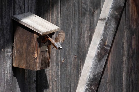 A redstart (Phoenicurus phoenicurus) male takes off from the entrance of a birdhouse, animal photo,