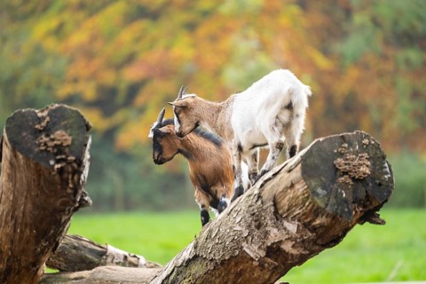 Domestic goat (Capra hircus) standing on a wood in autumn, Bavaria, Germany