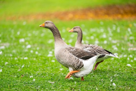 Greylag goose (Anser anser) walking on a meadow, Bavaria, Germany