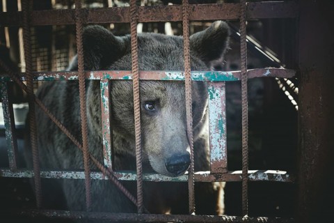 Bear in a cage, in the eastern outskirts of Sukhum, Abkhazia, Georgia