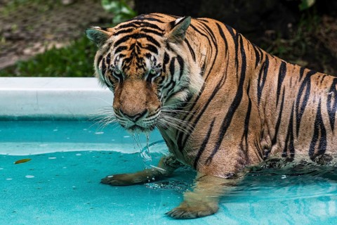 Tiger (Panthera tigris) Pattaya Thailand