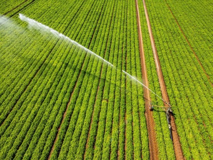Artificial irrigation with a sprinkler system in a field where carrots are grown, near Kerken, on