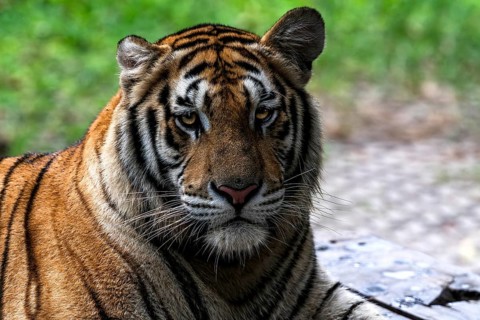 Tiger (Panthera tigris) Pattaya Thailand