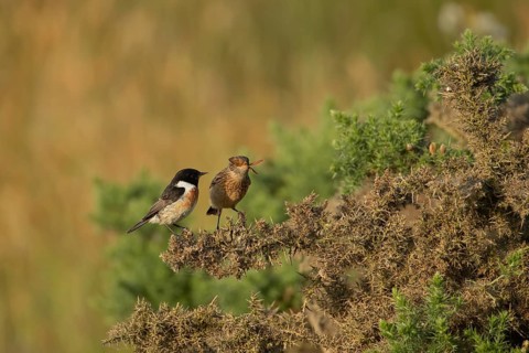 European stonechat (Saxicola rubicola) juvenile bird feeding on a moth being watched by a male