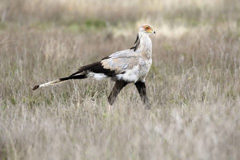 Secretary (Sagittarius serpentarius), adult, running, foraging, alert, Mountain Zebra National