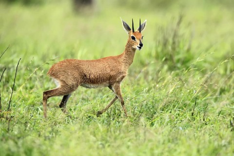 Steenbok (Raphicerus campestris), adult, male, foraging, vigilant, dwarf antelope, Kruger, Kruger